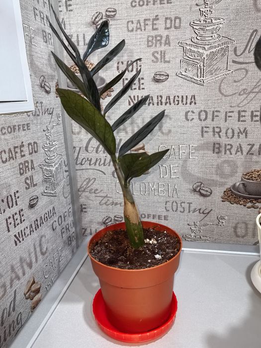 Продаю комнатные цветы