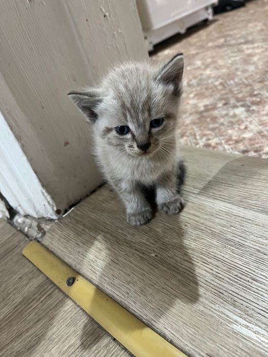 Отдам в добрые руки