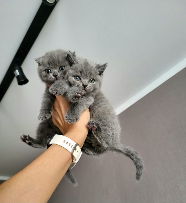 Шотландские Детки .