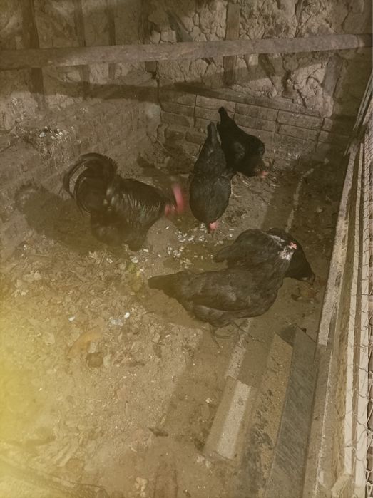 Қора шахзода товуқлари