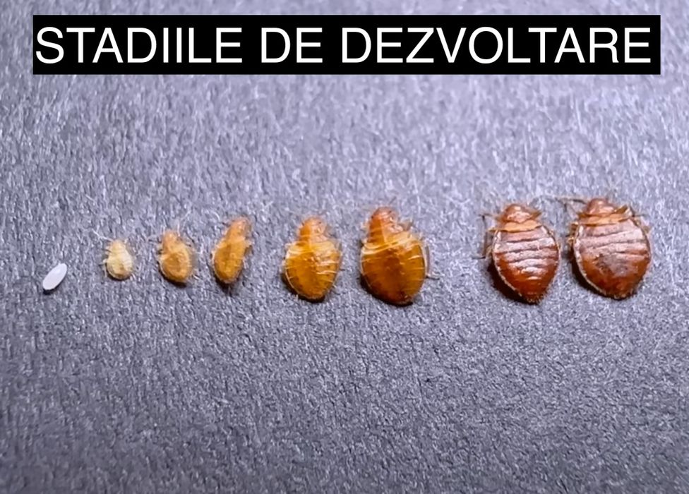 Dezinsectie Plosnite Gandaci