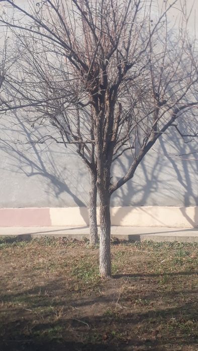 Деревья Один камаз