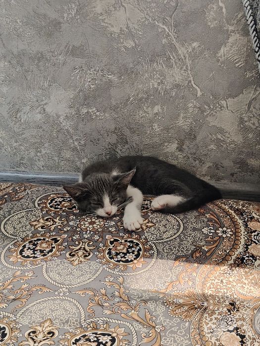 Отдам в хорошие и добрые руки
