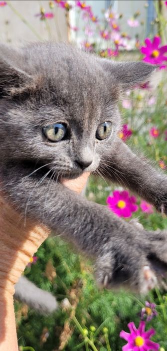 Дымчатый котенок