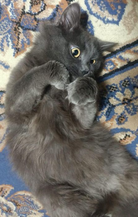 В добрые только руки