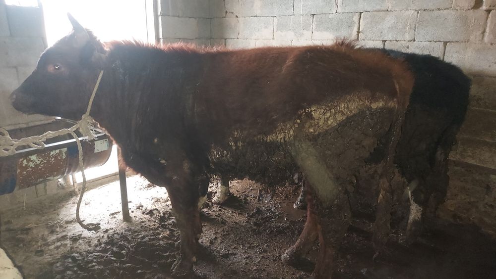 Бұқалар сатылады