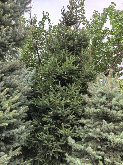 Продаются шикарные елки