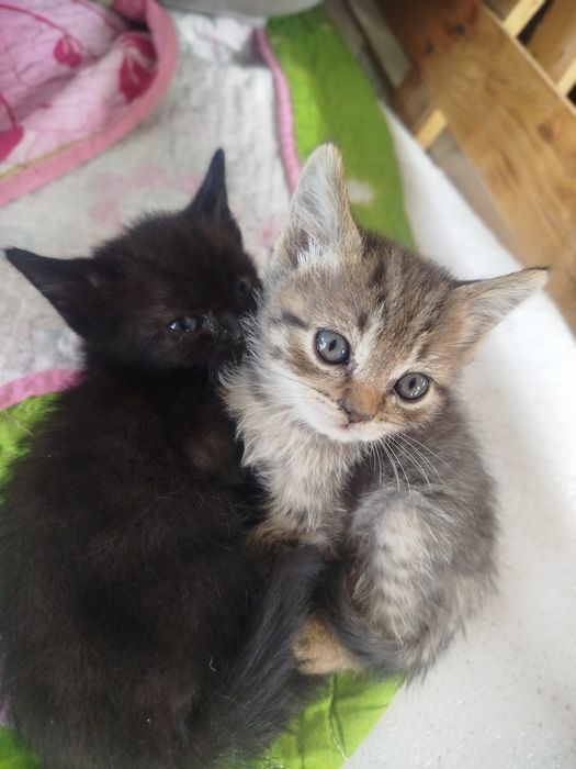 Отдам котят с доставкой