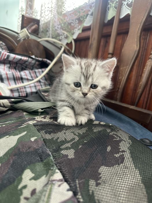 Котята Шотландской породы.