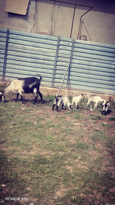 Ешкі  алпейски  екінші  тума