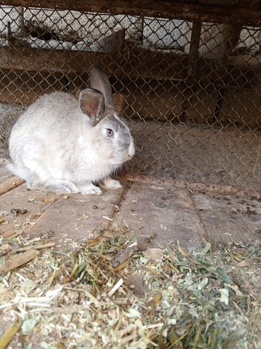 Quyon goʻshti sveji Soyib beramiz 24/7