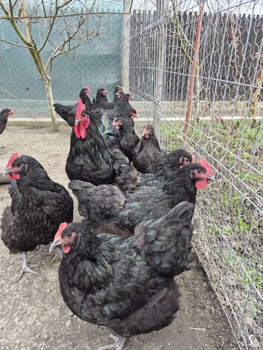 Oua incubator jersey giant