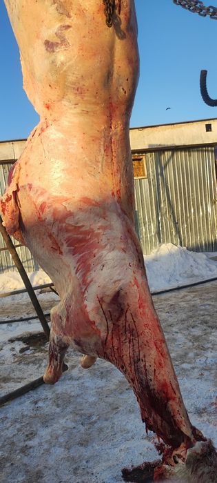 бие байтал с откорма