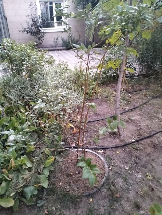 Продам кусты голубики