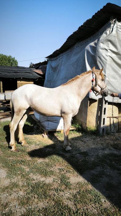 Продават се впрегатни коне