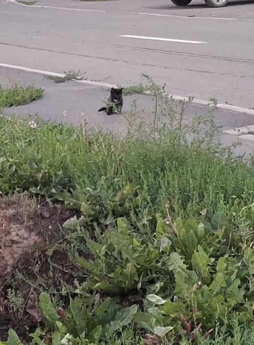 Отдам котенка бесплатно
