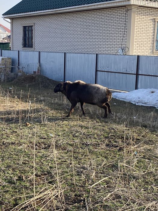 Продам трехгодовалого кошкара