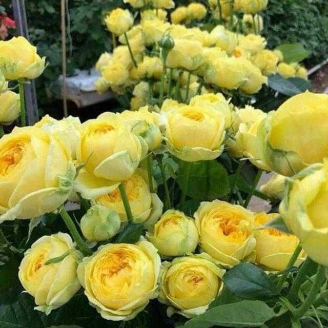 Atrgul koʻchatlari bor 75 xil