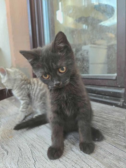 Британски котета