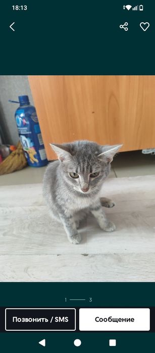 Отдам котёнка в добрые руки