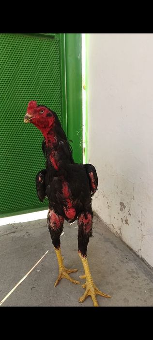 Дакан қораз қытай таза