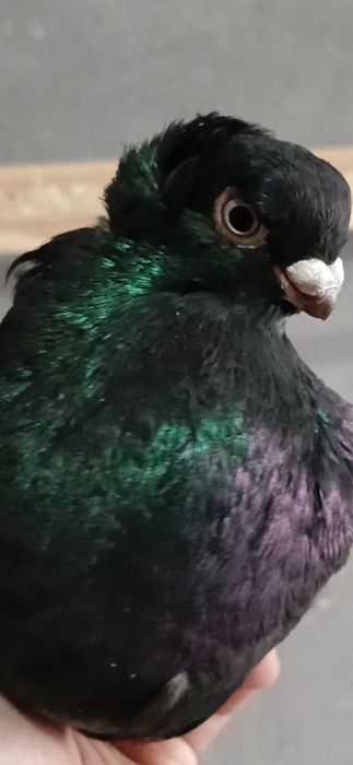 Продается пол не.из.