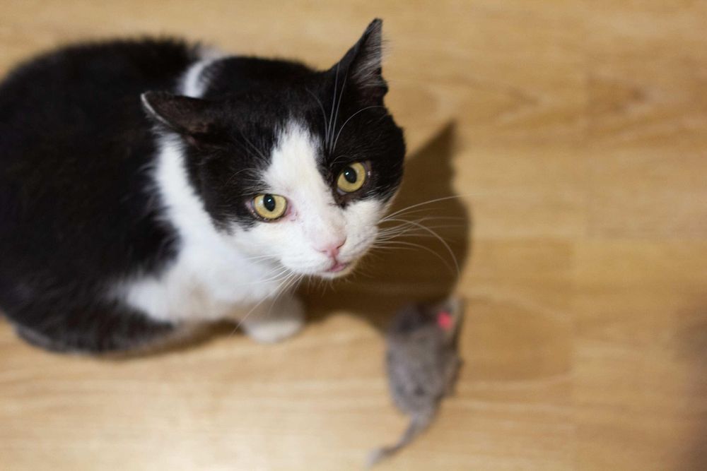 Крупный котик Кузя