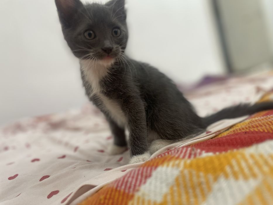 Продаютса кошки (котята)
