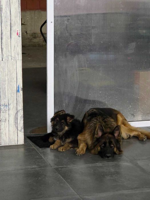 Продаваме малки кученца - немска овчарка