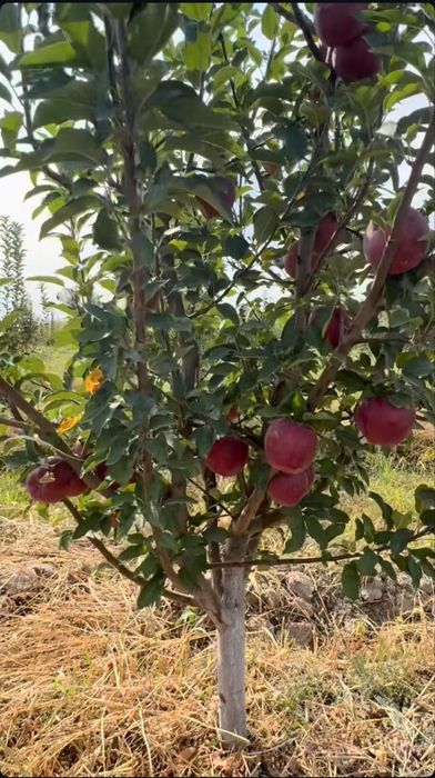 Яблоневый сад 5 га