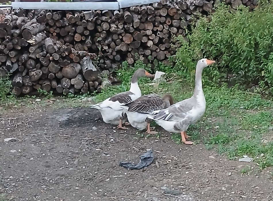 Vând gâște și bibilici