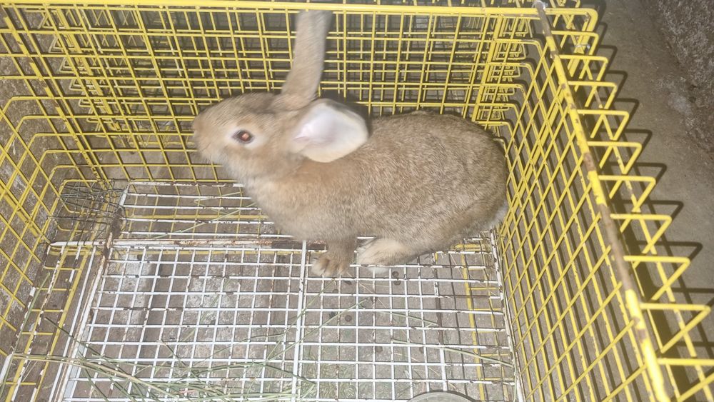 Продам КРОЛИКОВ миксы