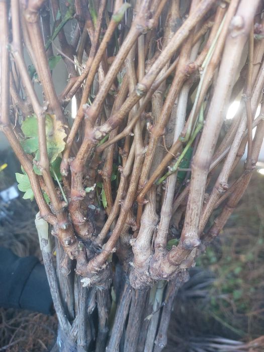 Butasi vita de vie/angro