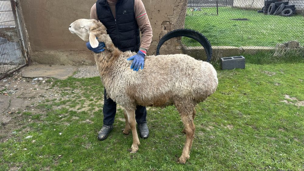 Ұрықтық қошқар бар сатылады