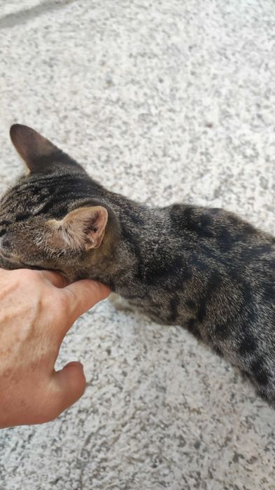 Мъжко таби коте