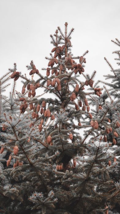 Ель голубая