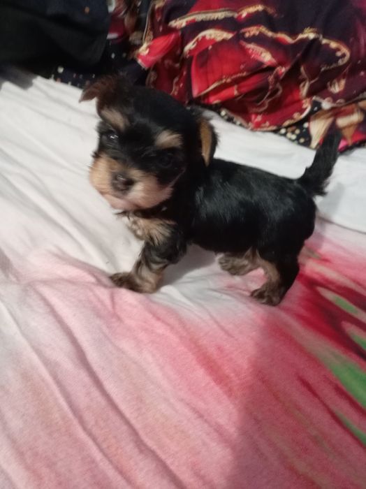 Продам щенка йорка