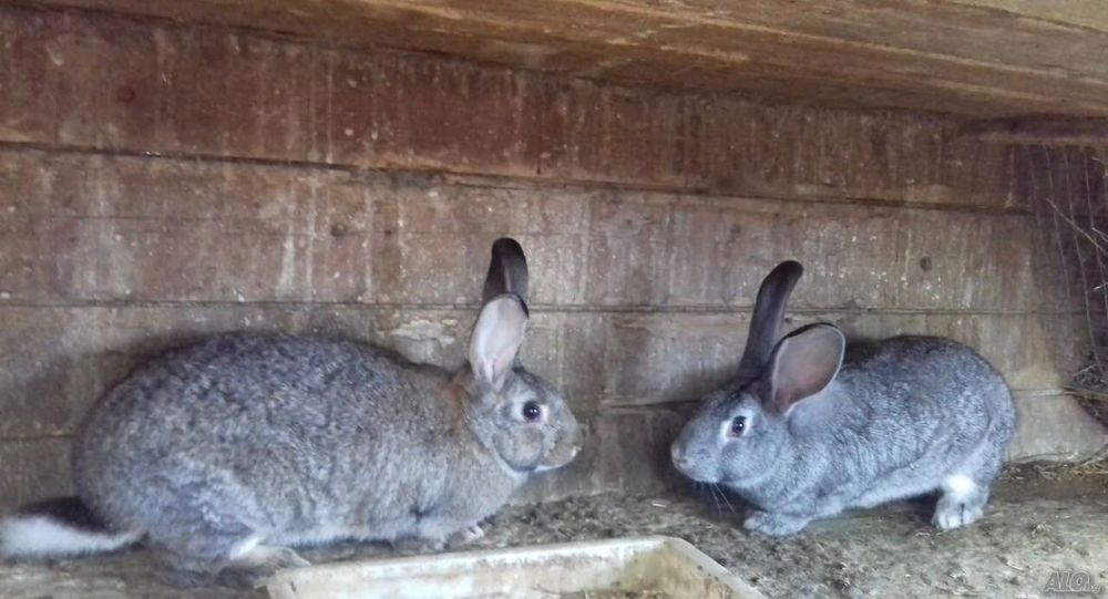 Продавам зайци..