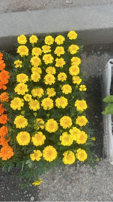 Продам петунию ……….