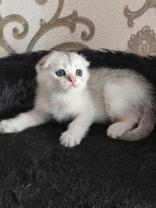 В продаже имеется серебристая шиншилла скоттиш фолд.