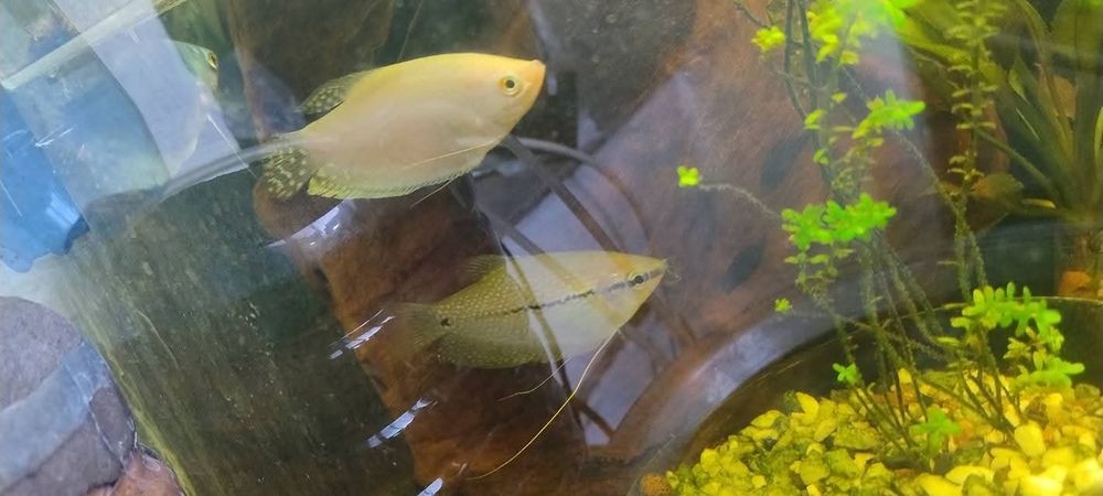 Schimb guramii, 3 pești paradis și un scalar