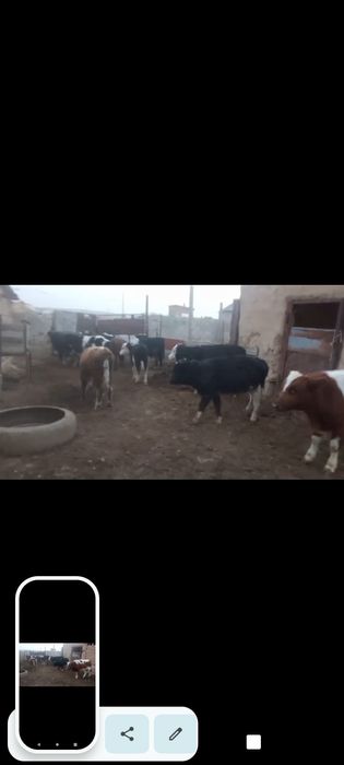 14. Бұқалар сатылады