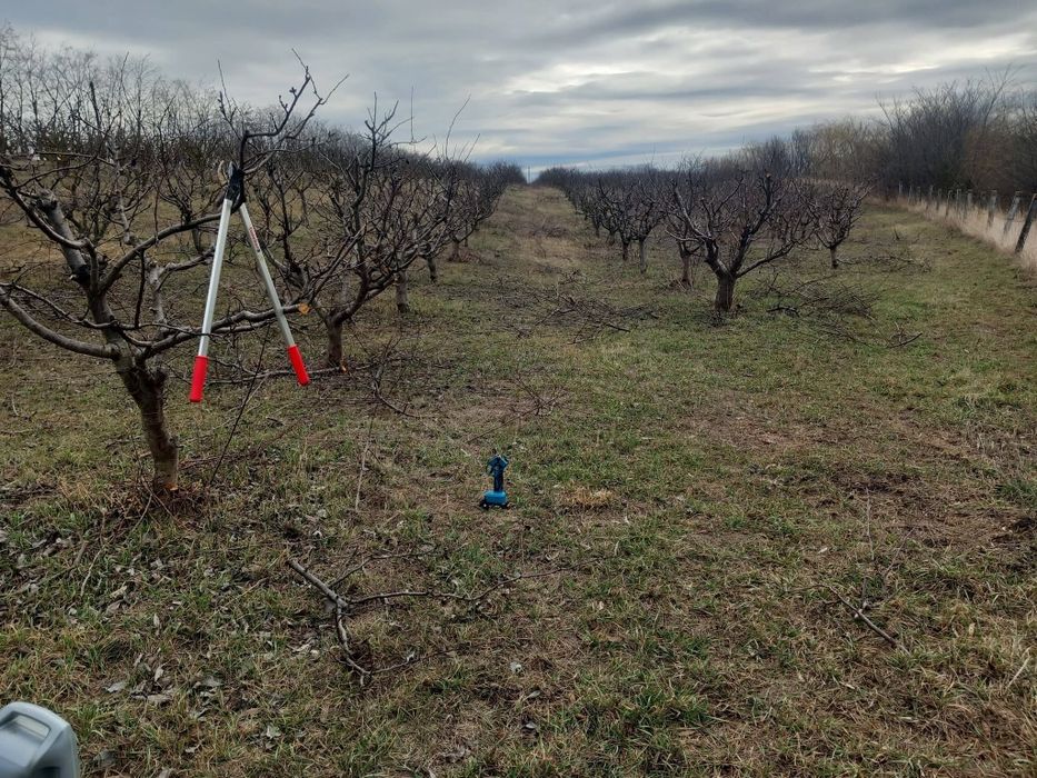 Curat pomii fructiferi medi și intensivi la nr