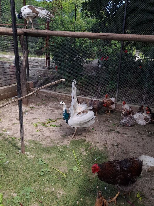 De vânzare pauni și porumbei