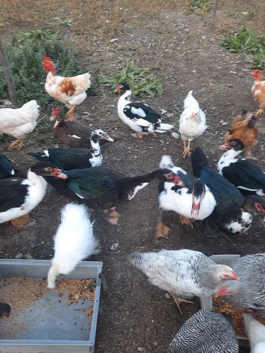 Ofer spre vânzare douăzeci de rate ratele sunt toate de anul acesta
