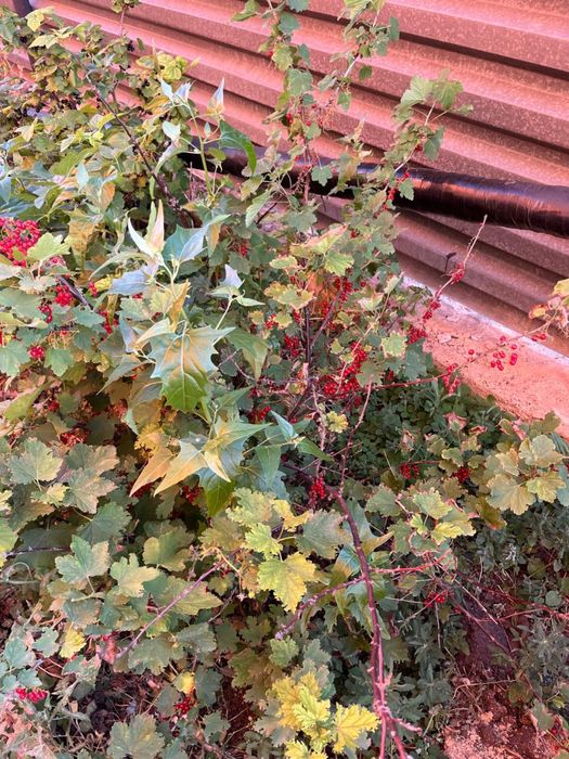 Продам коттедж в Талапкере