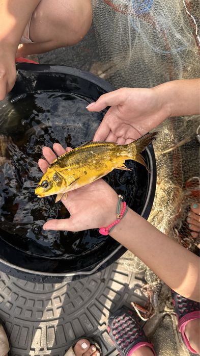 Японские Карпы Кои