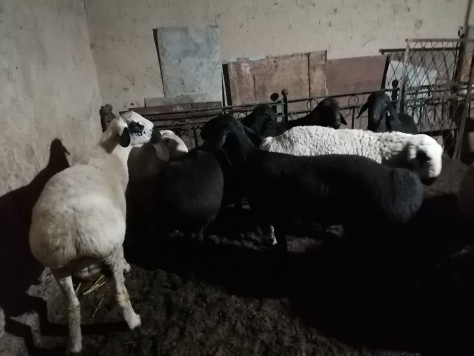 Qurbonlikka qo'ylar bor