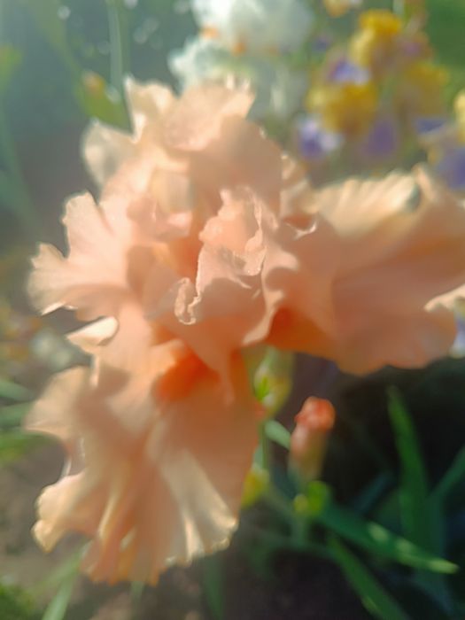 Ирисы бородатые. Разные сорта.