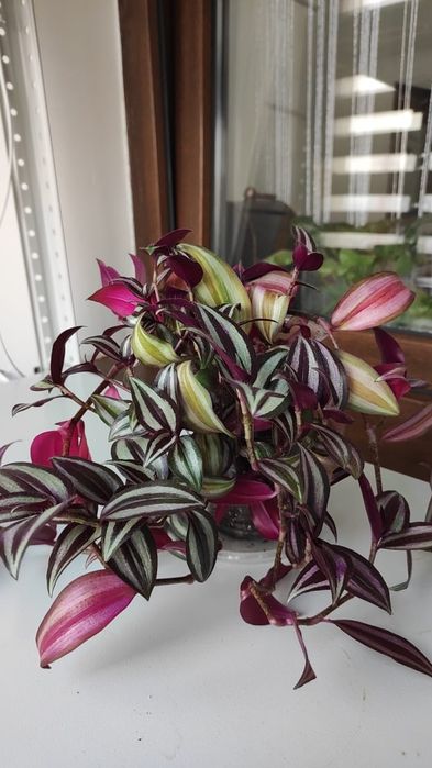 Традесканция зебрина